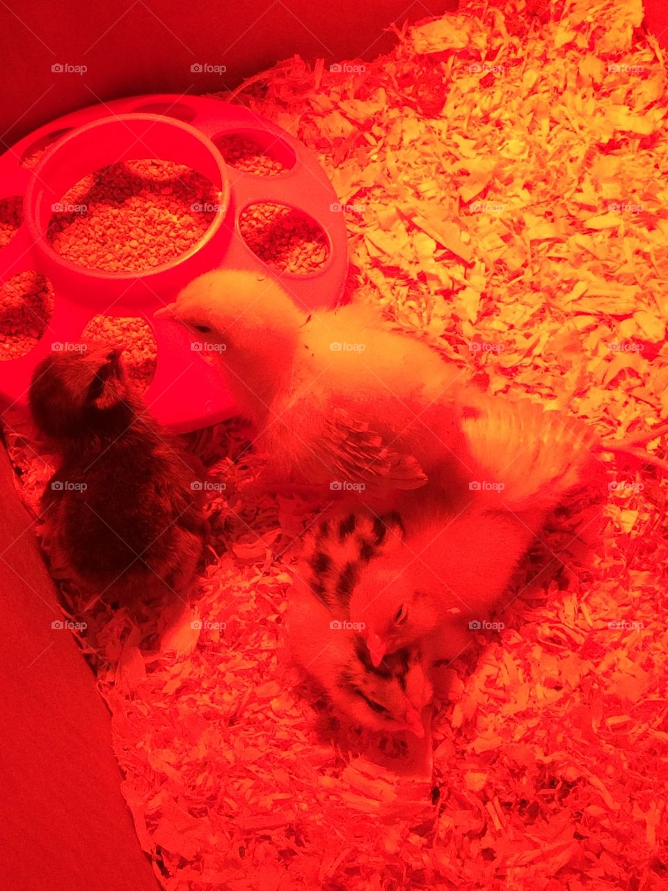 New chickens