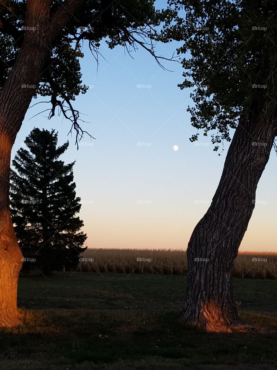 2 trees and the moon