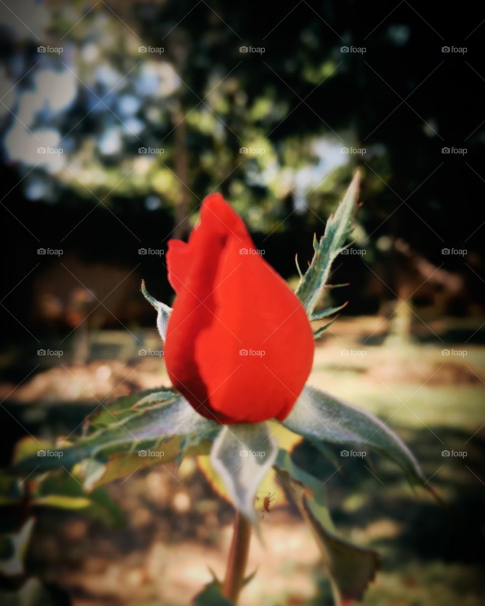 🌺Fim de #cooper!
Suado, cansado e feliz, alongando e curtindo a beleza desse botão de #rosas.
🏁
#corrida #treino #flor #flowers #flores #pétalas #pétala #jardim #jardinagem #garden #flora #run #running #esporte #alongamento