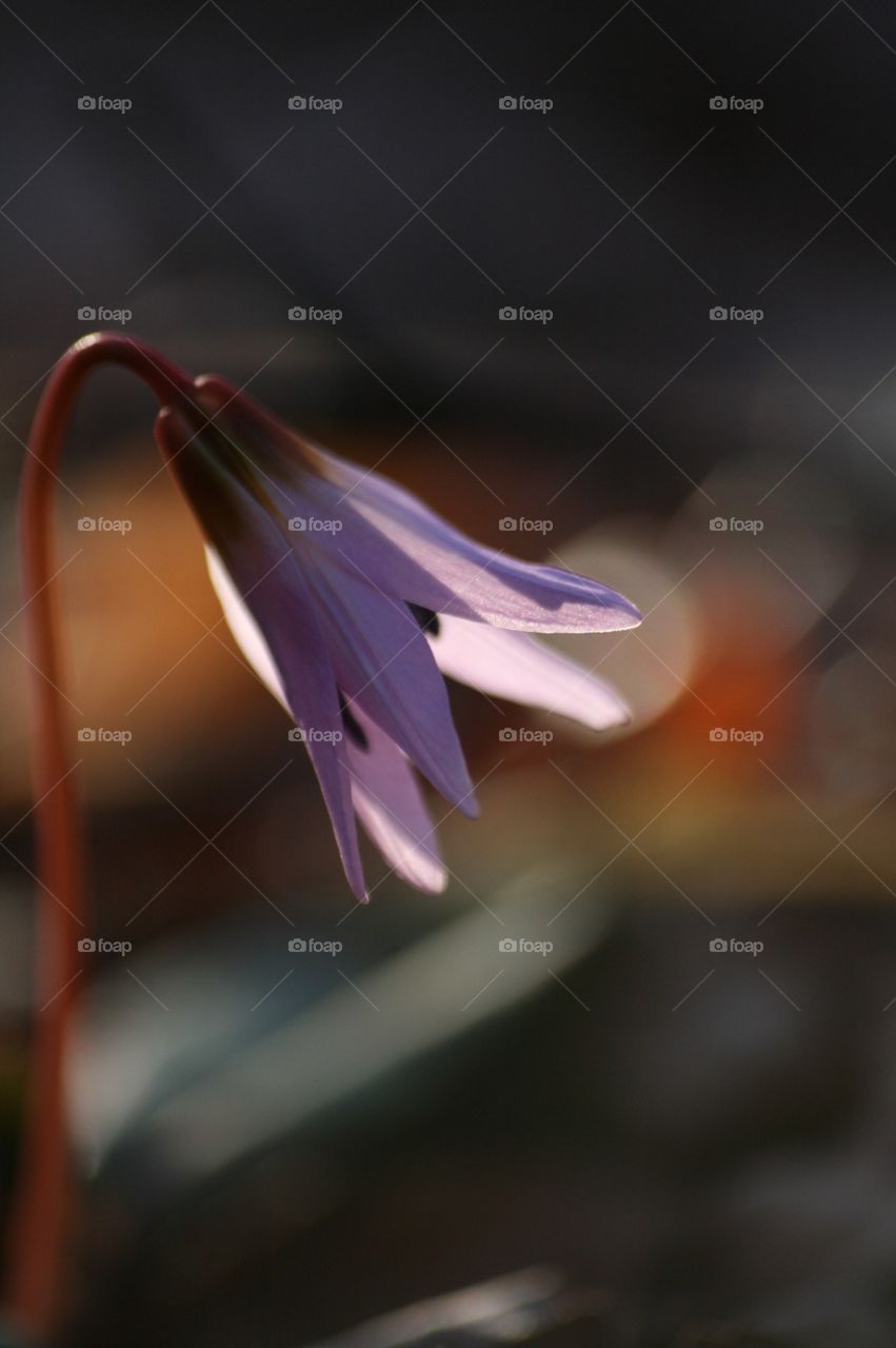 esrly spring cyclamen