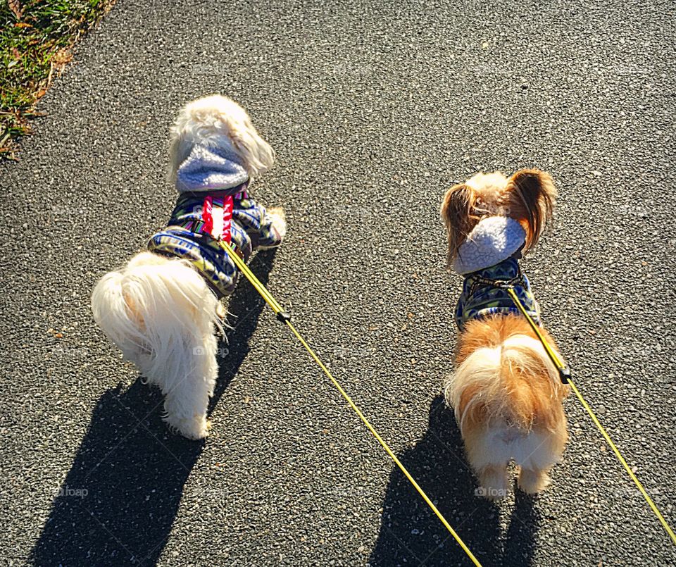 Walking my babies