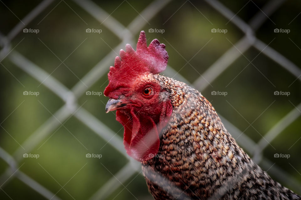 Red head hen