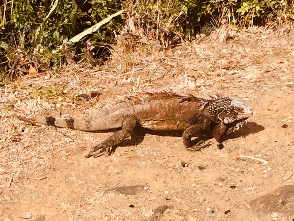 Iguana 