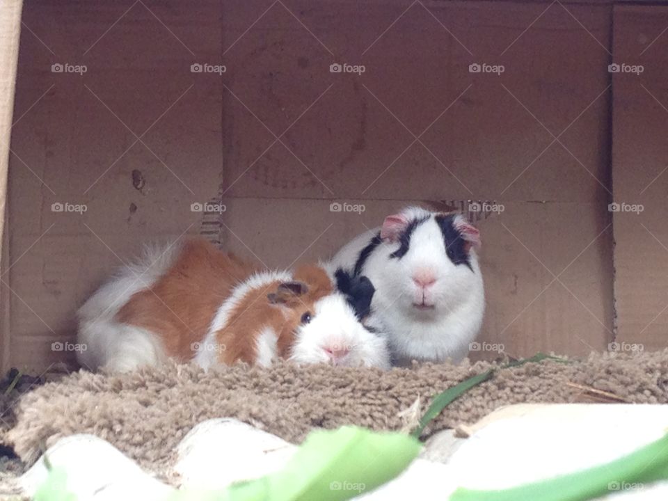 Two guinea pigs looking at camera
