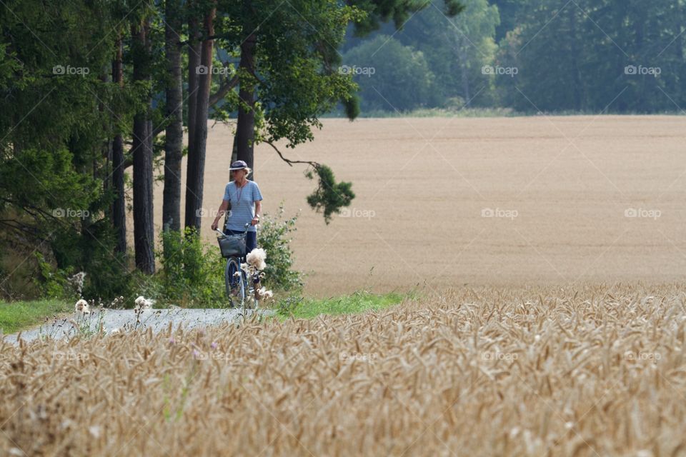 Harvesting . Woman bicycles near wheat field 