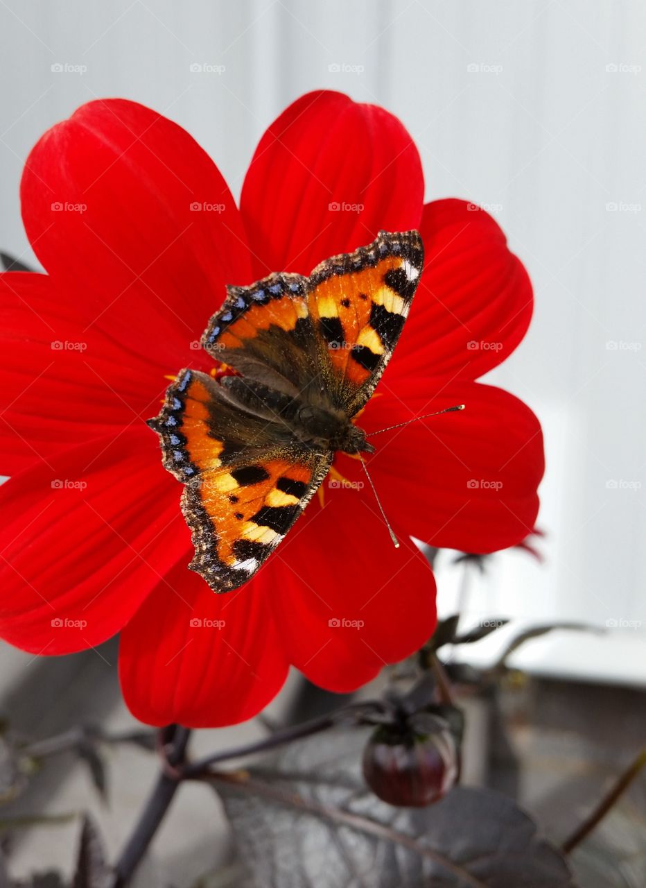 From my garden this summer