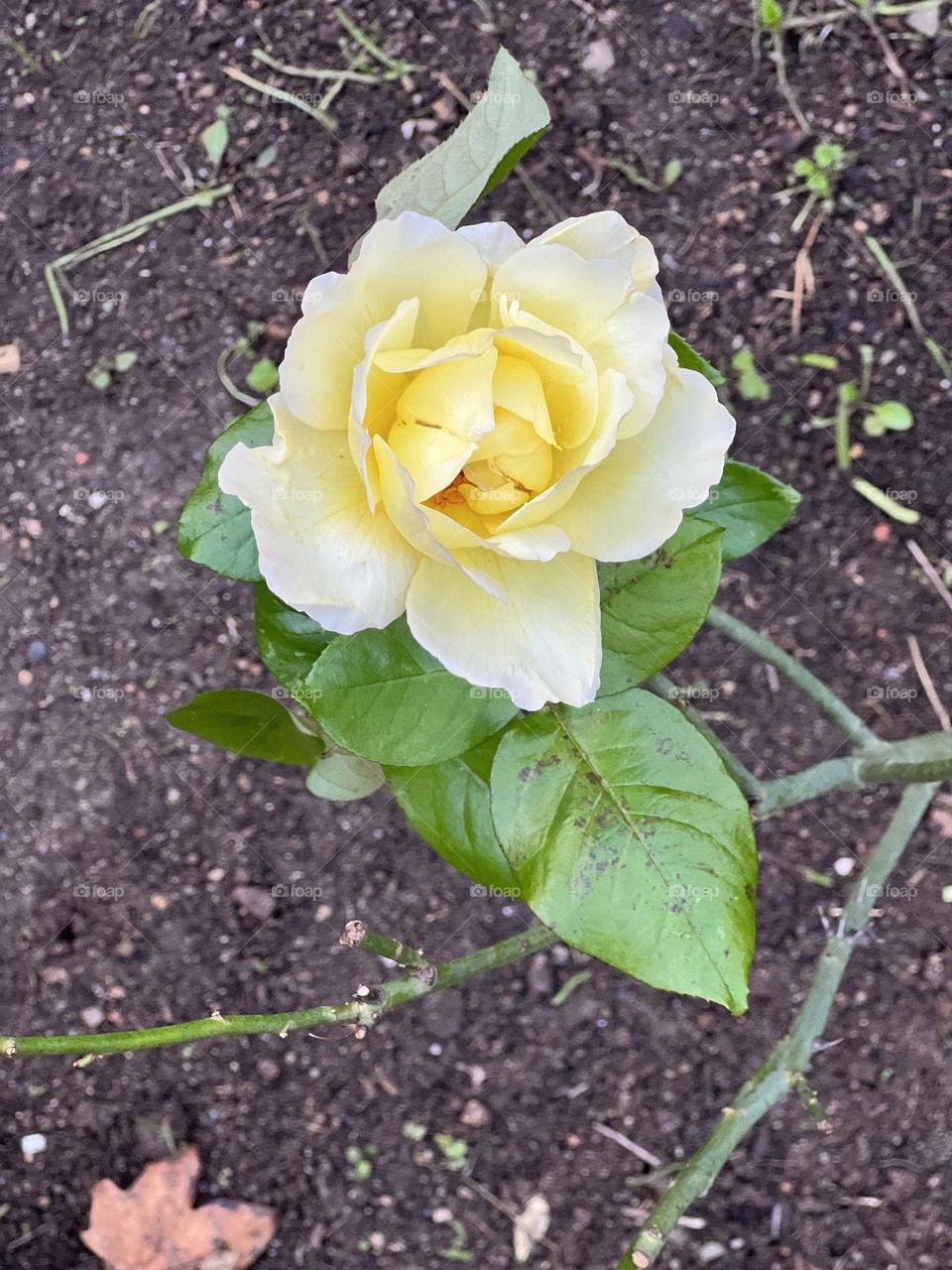 Yellow rose 