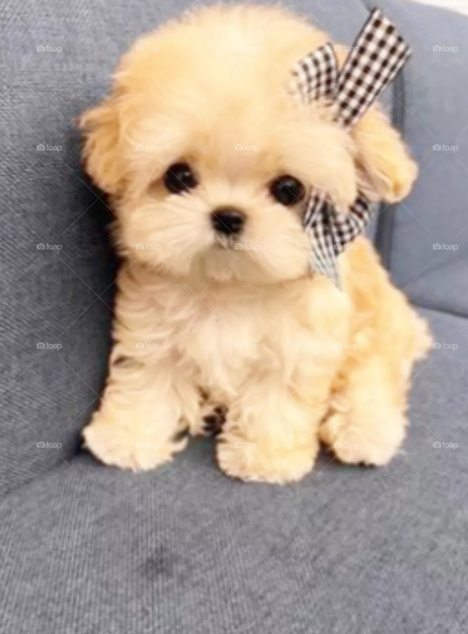 🐕