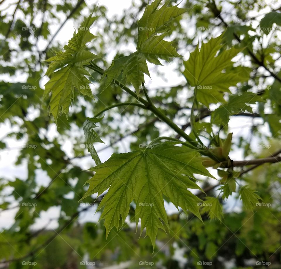 leaves on tree