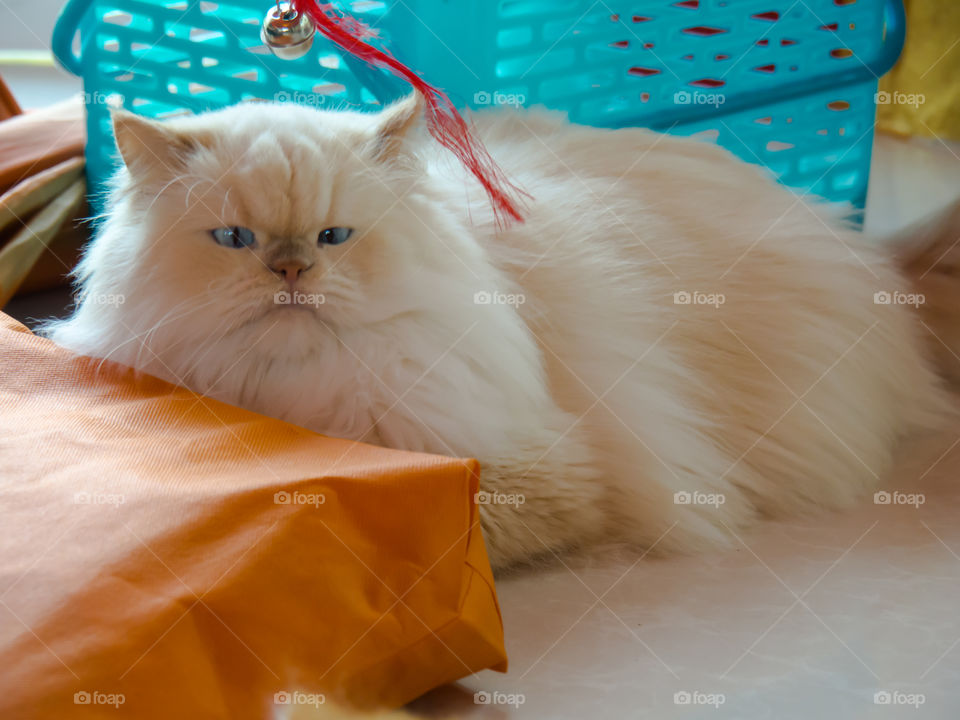 Persian cats are cute animals.