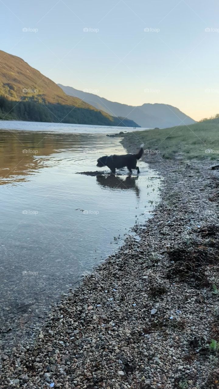 dog at waters edge, hills in background