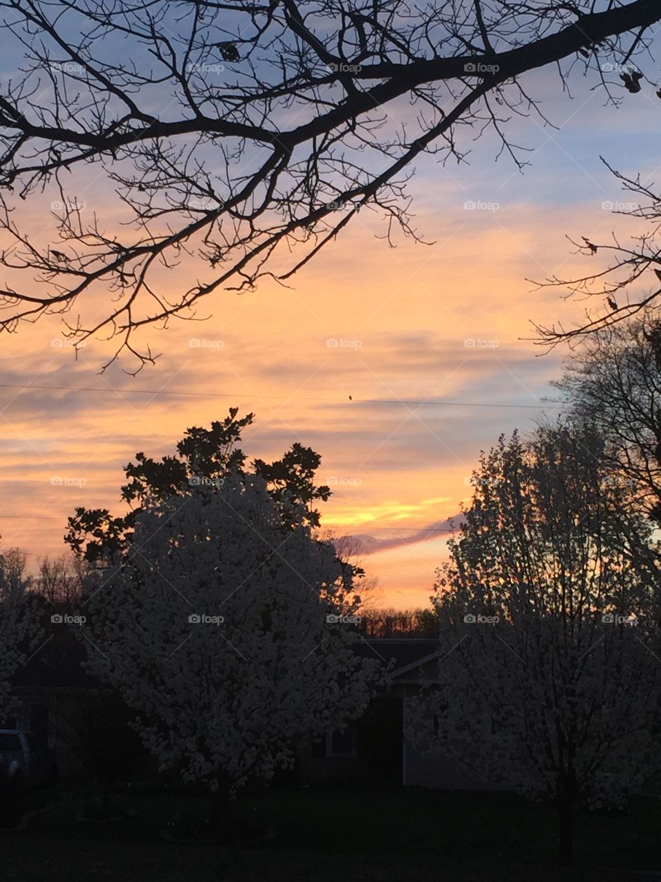 Tree, Dawn, No Person, Landscape, Sunset