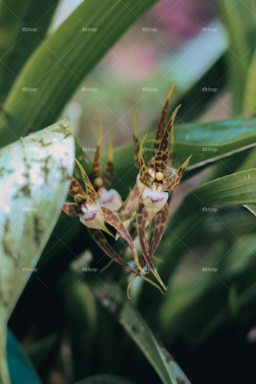 Orchid flower 