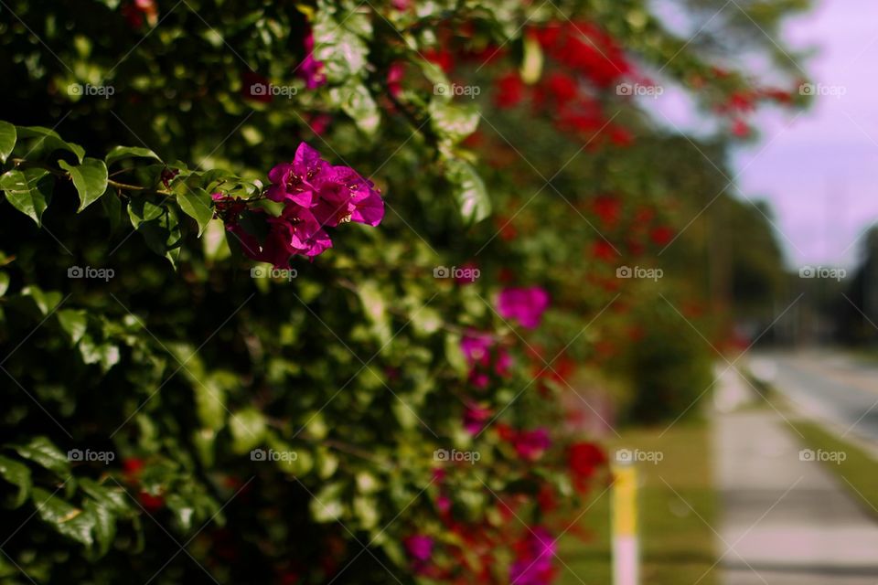 PURPLE FLOWER