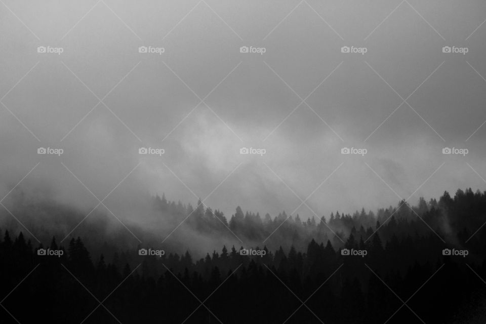 Beautiful forest landscape in monochrome during the cloudy and rainy day