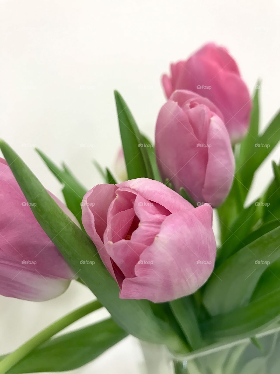 Pink tulips 