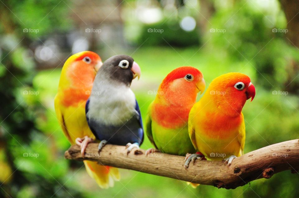 Parrot background