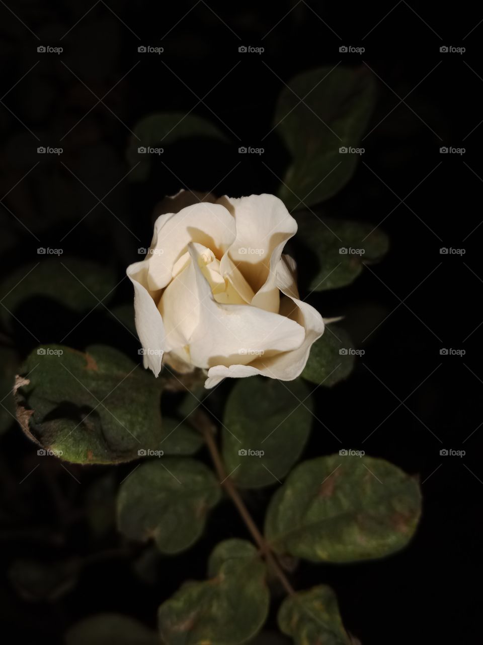 white Rose Flower