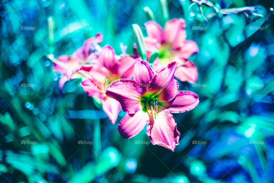Bokeh flowers