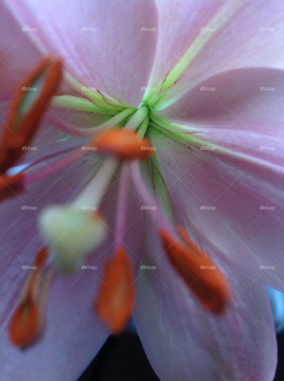 Closeup of a lily
