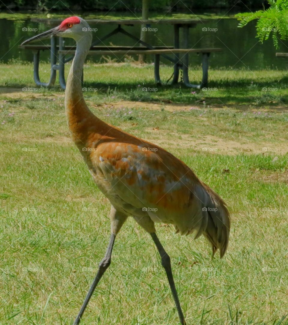 Sandhill Crane struts