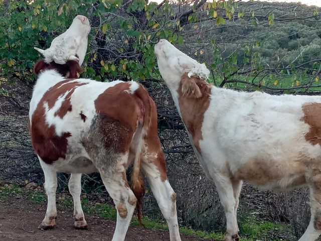 Two cows