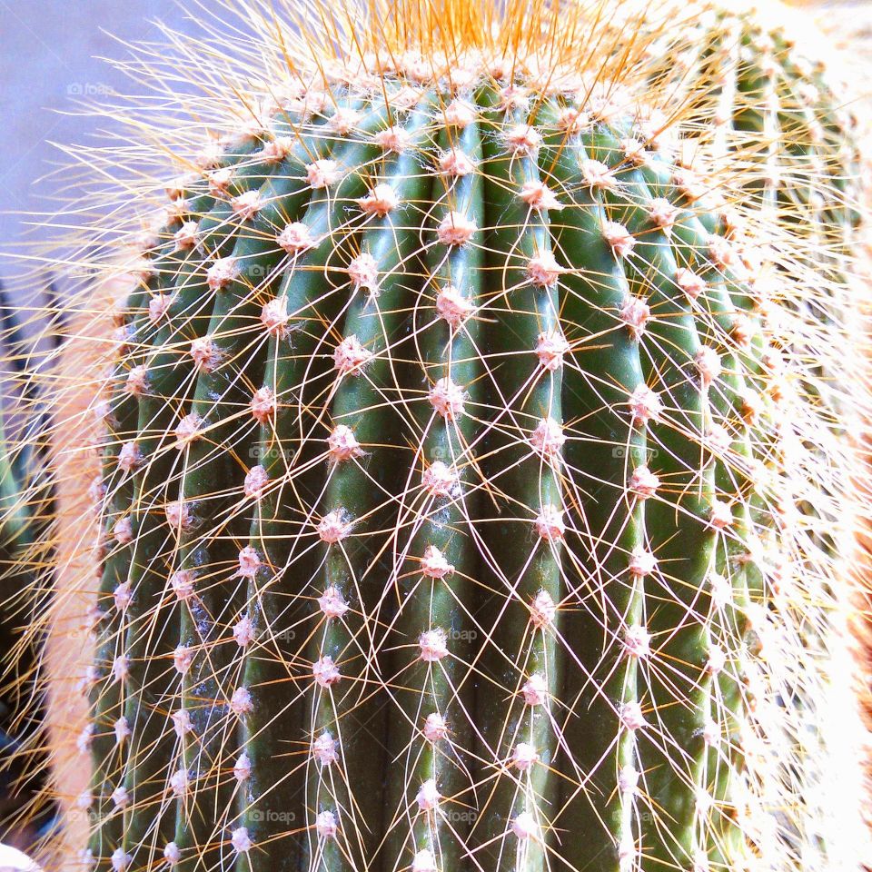 cactus