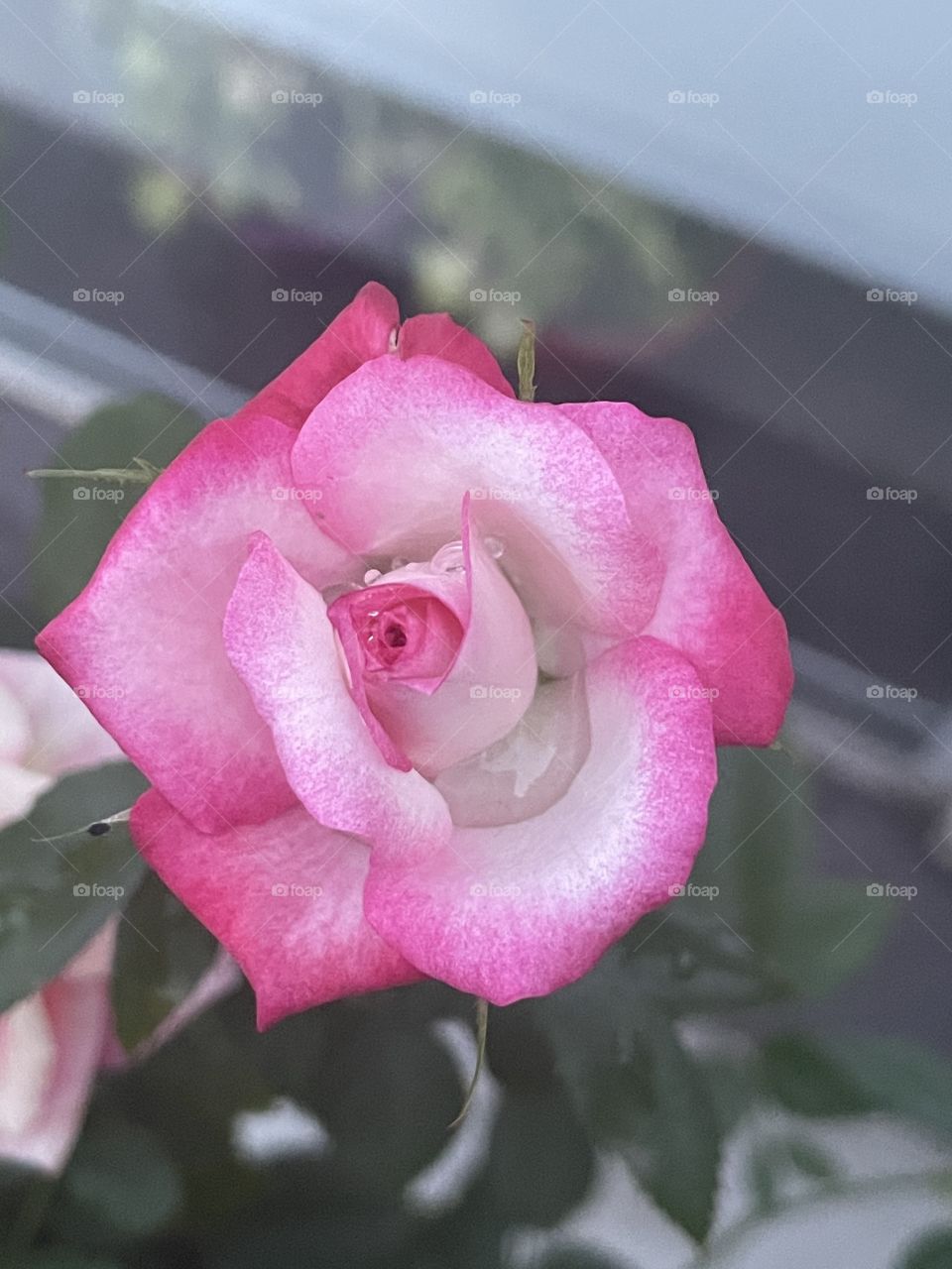 Rosa