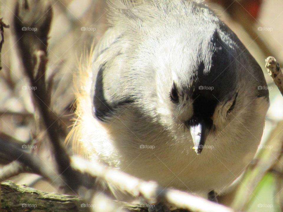 Titmouse