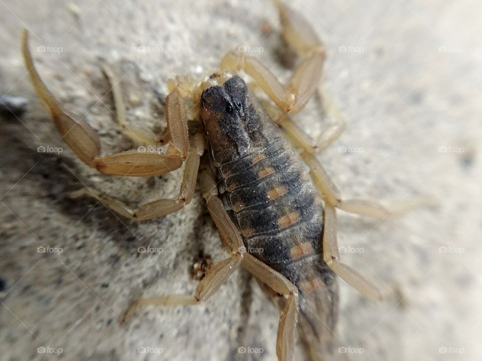 scorpion up close
