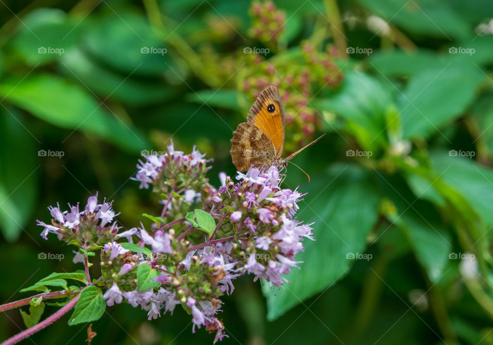 The gatekeeper butterfly also known as Hedge Brown. Pyronia Tithonus.