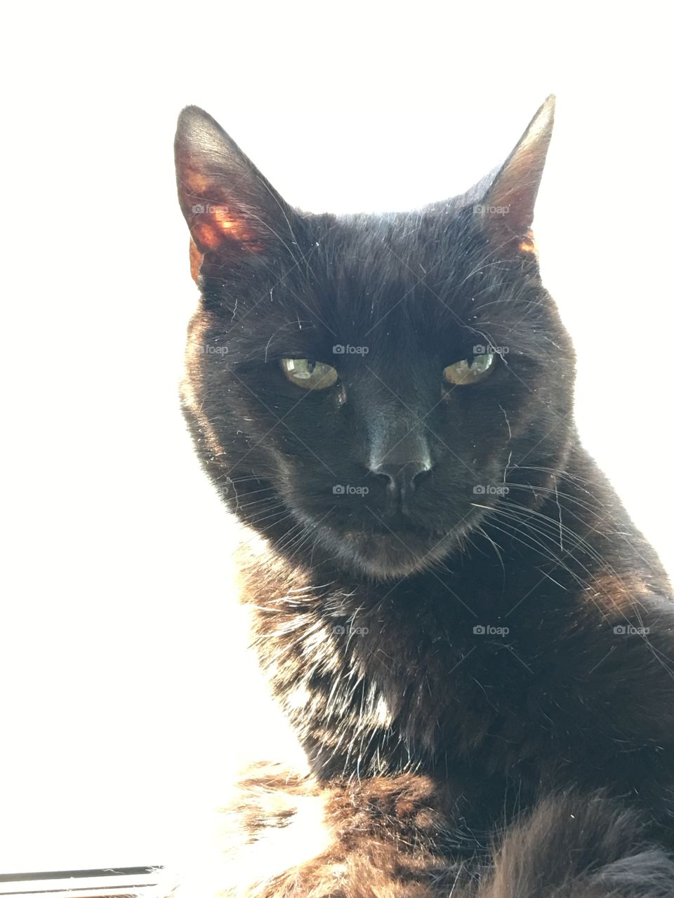 Black Cat Face & Shoulders Sitting In Sun