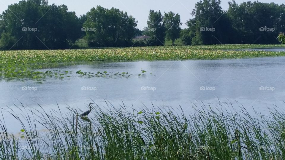 Lotus Pond, Sterling State Park,  Pure Michigan