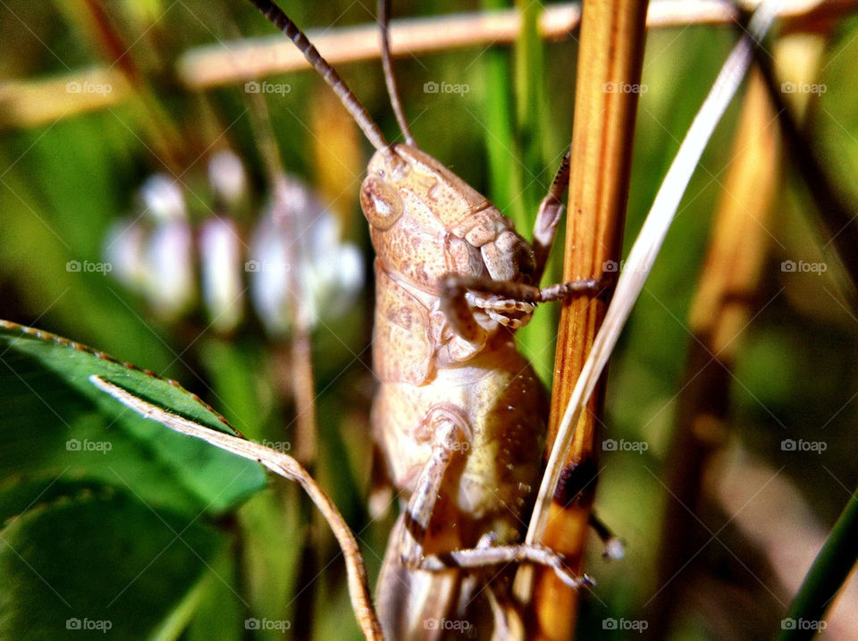 macro sommar lips närbild by ka71