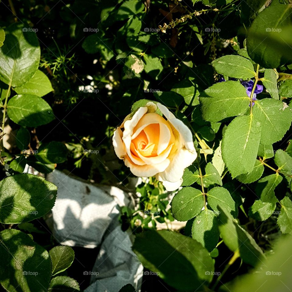 a beautiful  white rose  surrounding  by green rose leaf