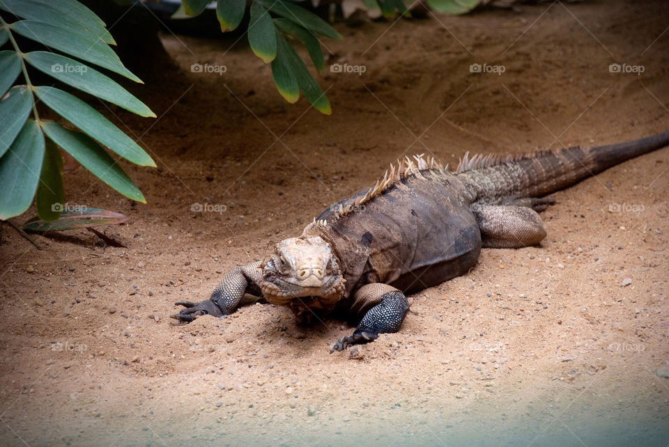 djur animal sand zoo by jbdc