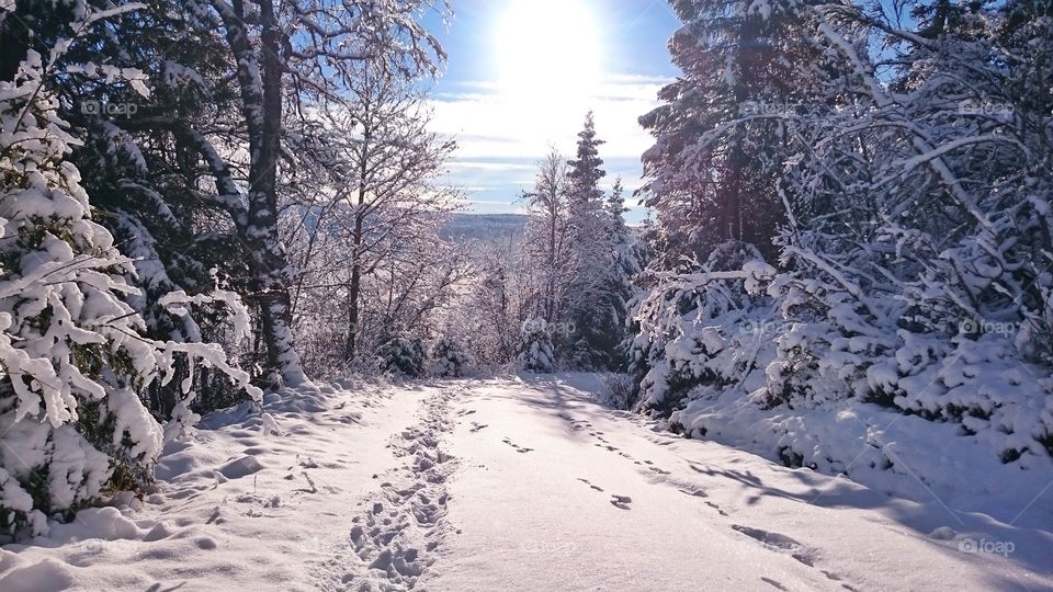 scenic view of snowy forest