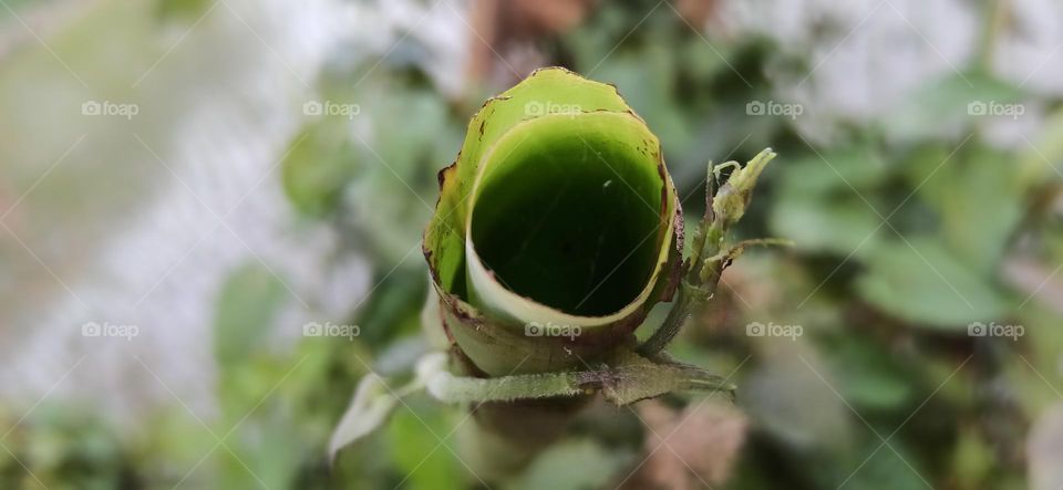 Beautiful green leaves