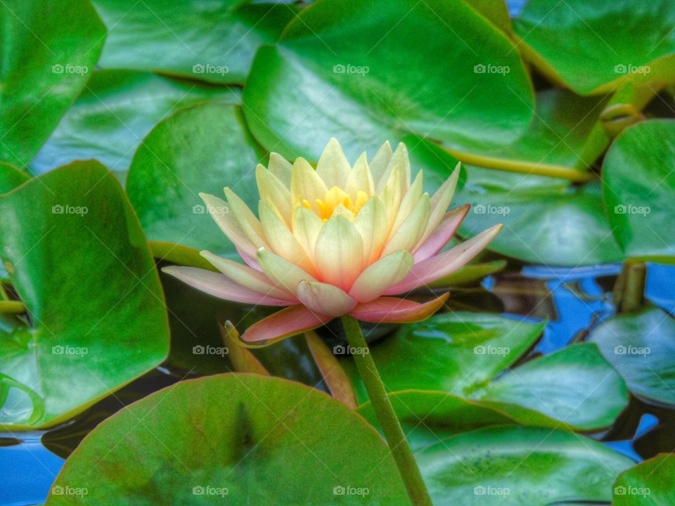 Close-up of water lily blooming