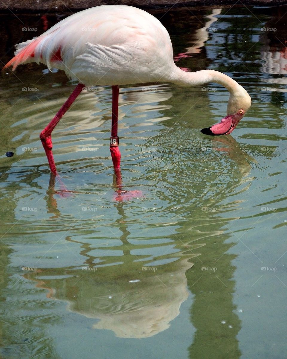 Flamingo in lake