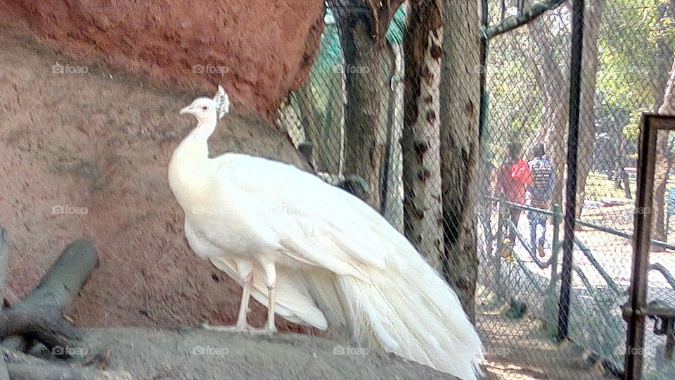 white peacock