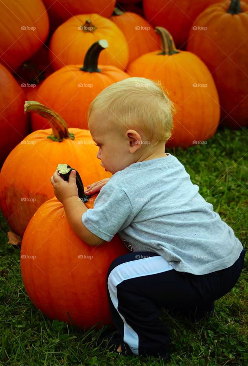 Baby boy in a pumpkin patch