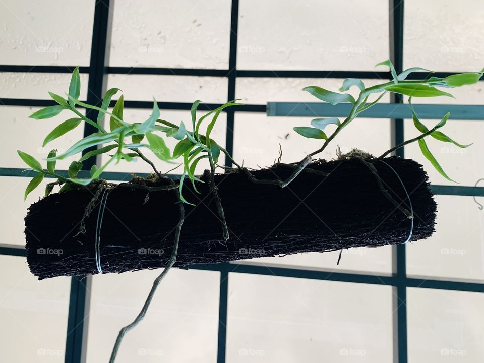 Orchid on the log with pattern background