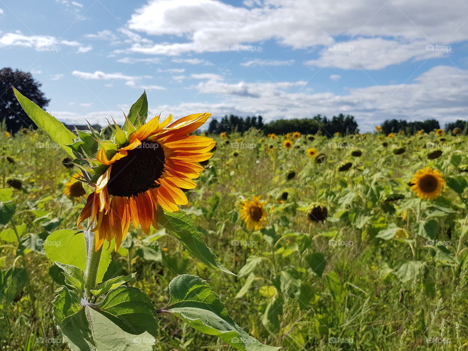 Sunflowers