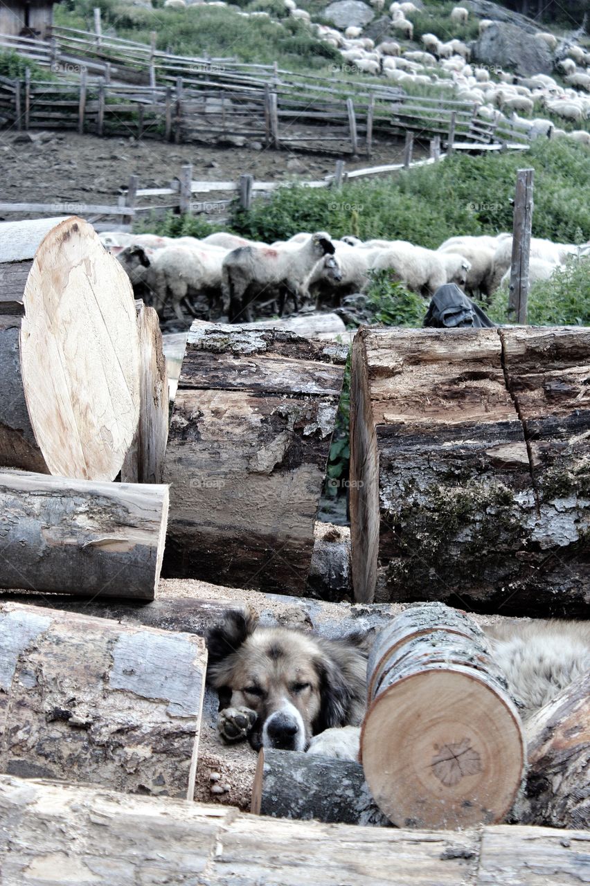 Sheepdog in wood pile. Sheepdog in wood pile, Romania 