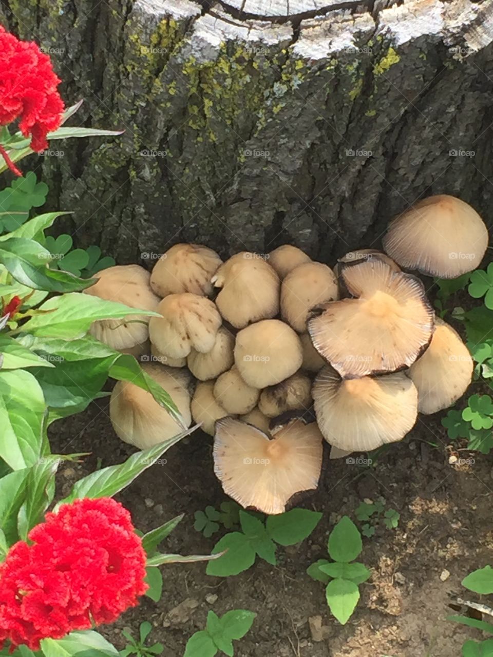 Mushrooms In Queens Village. Walking through my NY neighborhood yesterday and captured this site!