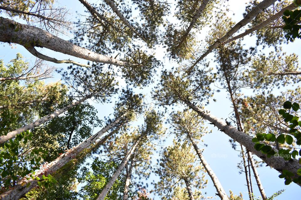Tall trees against a blue sky