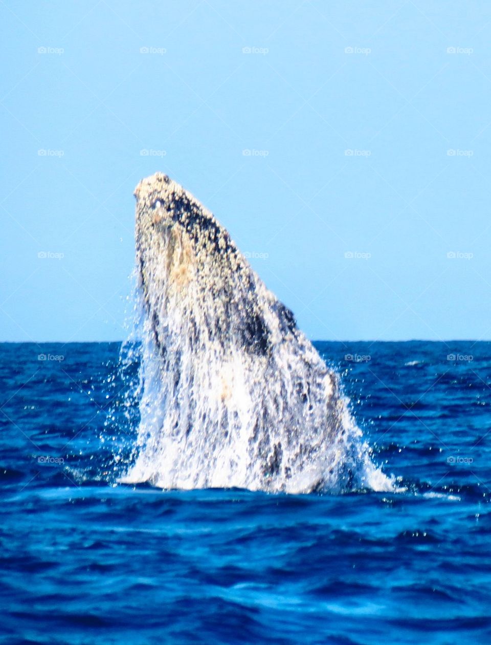 San Pancho whale