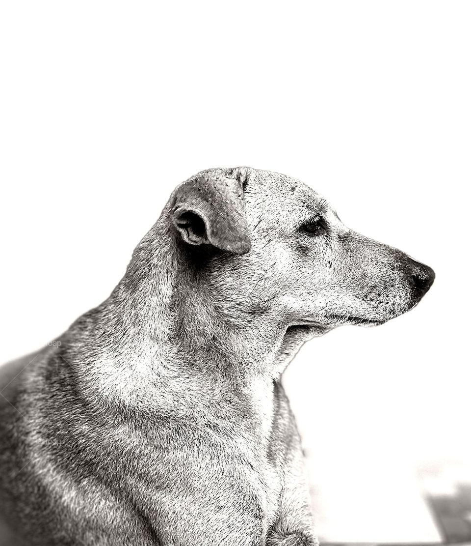 Animal photography - pet - high contrast mode