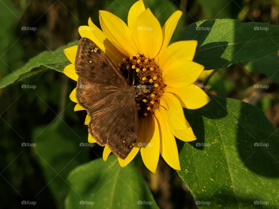 A beautiful brown butterfly on a common North American sunflower with the beautiful golden hues of sunlight at sunset.